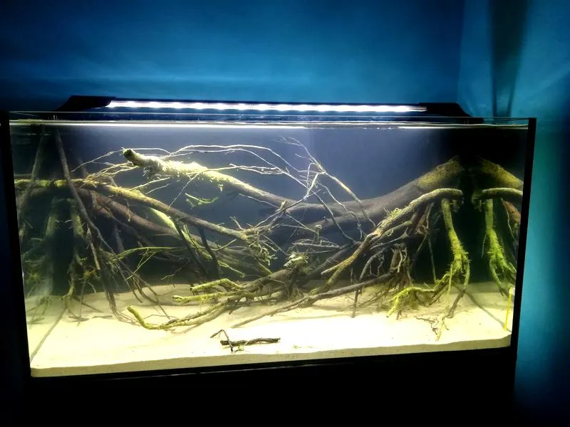 Sztuczne rośliny w akwarium