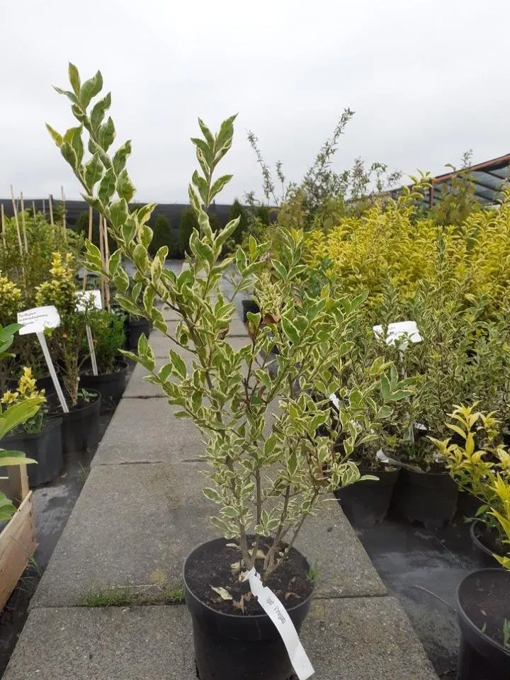 Techniki ukorzeniania ligustra