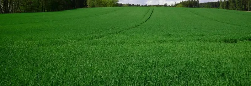 Terminy agrotechniczne jęczmienia jarego