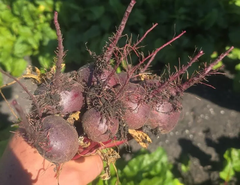 Trendy i prognozy w rolnictwie 2024