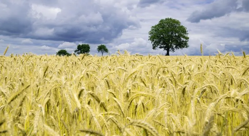 Uprawa zbóż w Polsce