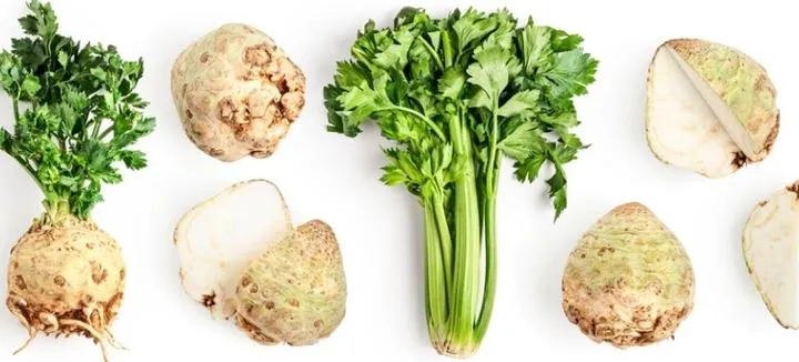 Warunki pogodowe w uprawie selera