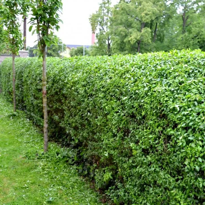 Wybór sadzonek ligustra