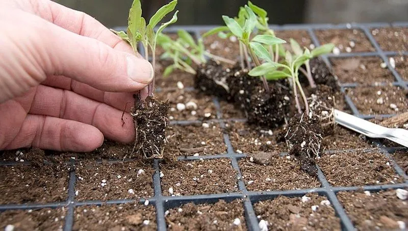 Wybór sadzonek warzyw