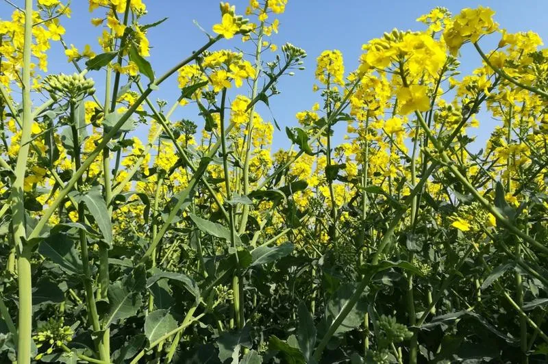 Wymagania glebowe rzepaku