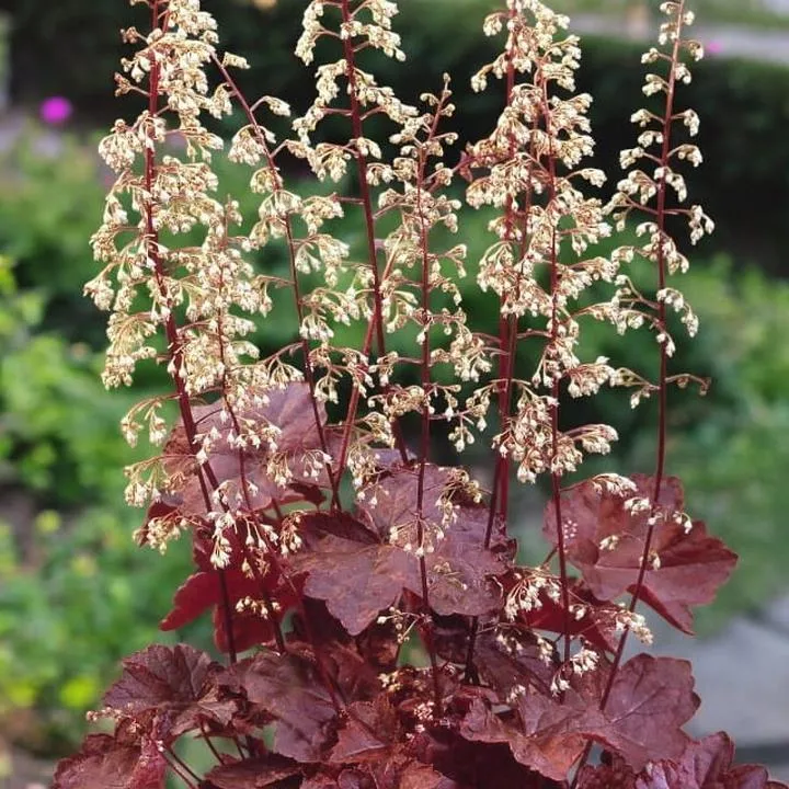 Wymagania glebowe żurawek