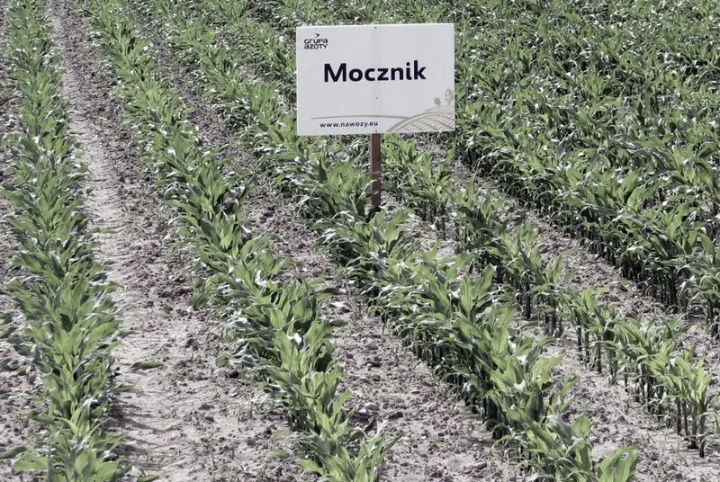 Wypłaty dopłat do zbóż