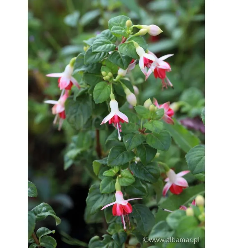 Wysiew nasion fuksji