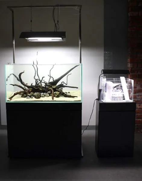 Zalety i wady roślin