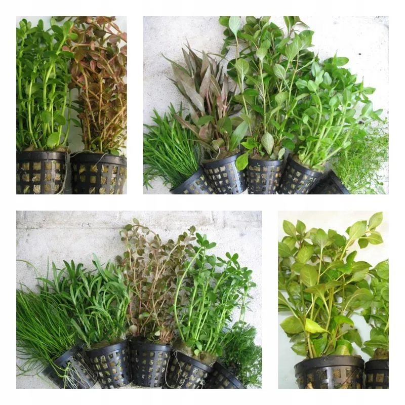 Zalety koszyczków do roślin akwariowych