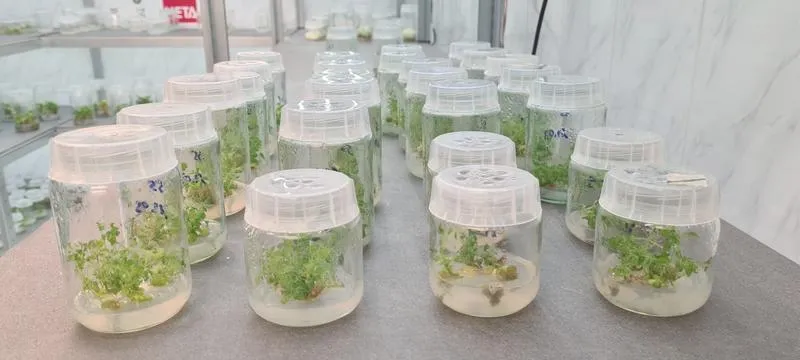 Zalety roślin in vitro