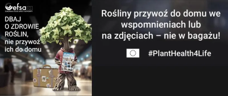 Zasady przewozu roślin