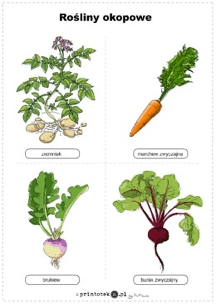 Zastosowanie przemysłowe roślin okopowych od cukru do skrobi