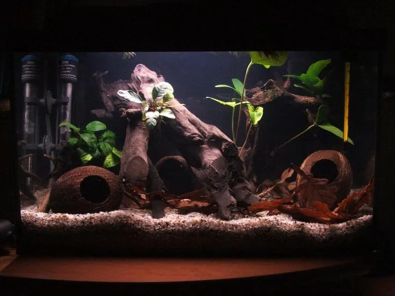 Zdrowe warunki dla ryb