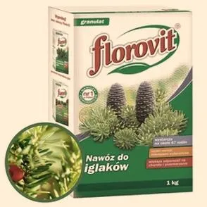 Zdrowy wzrost cisów