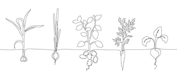 Ziemniaki i buraki cukrowe