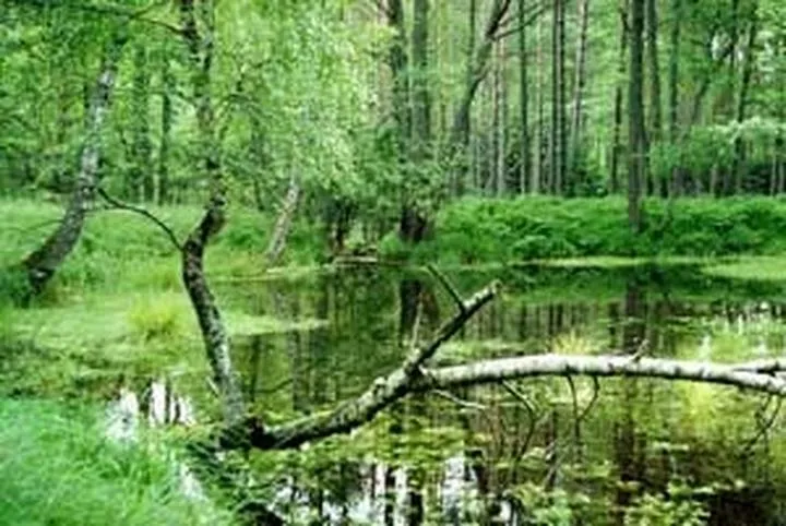 Znaczenie bioróżnorodności dla ekosystemów