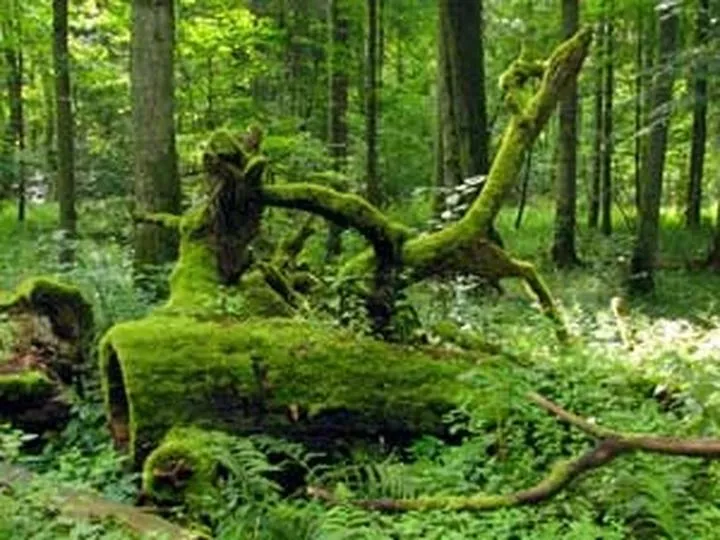 Zrównoważony rozwój