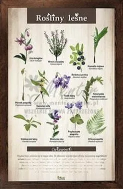 Zróżnicowanie roślinności leśnej