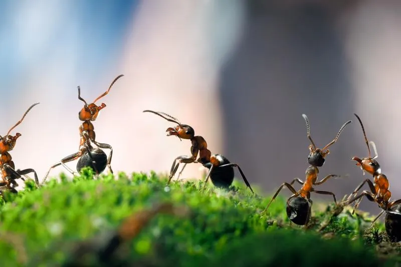 Zwalczanie mrówek na roślinach
