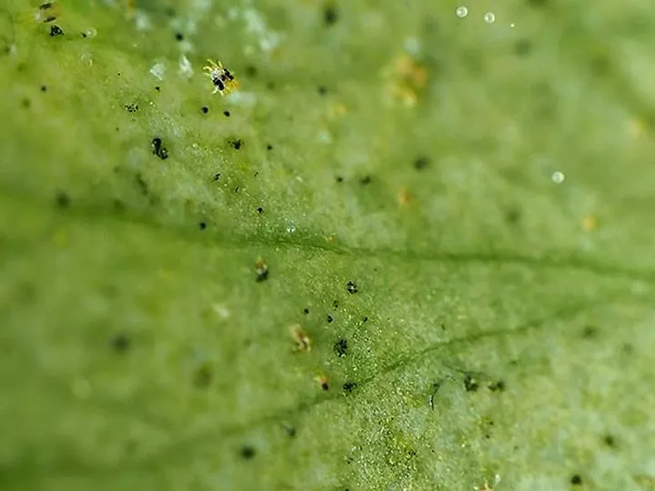 Zwalczanie przędziorka w truskawce
