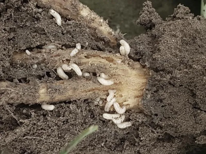 Zwalczanie śmietki kapuścianej